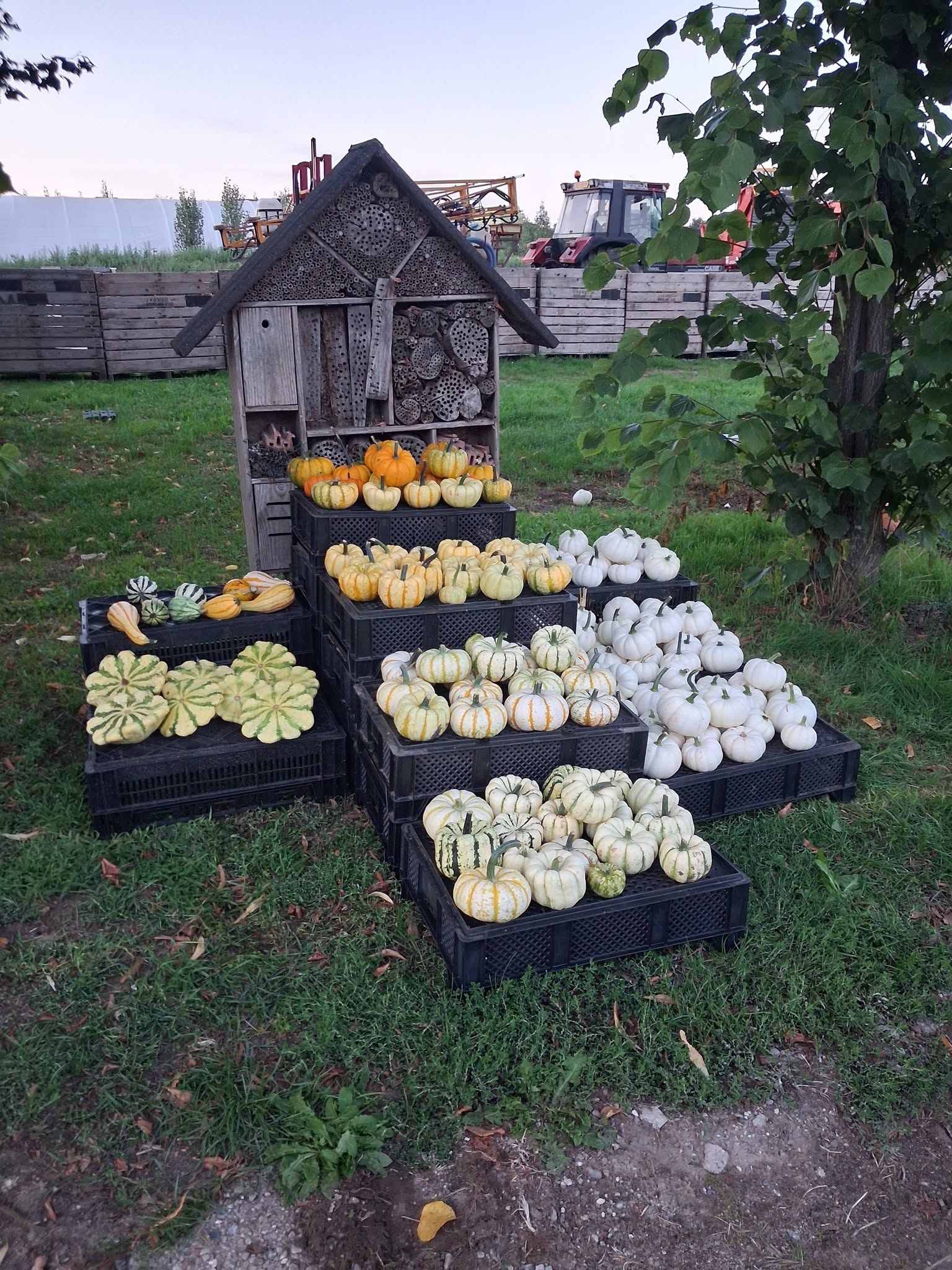 Pompoenen bij Boerderijwinkel Lensink in Aalten-Lintelo